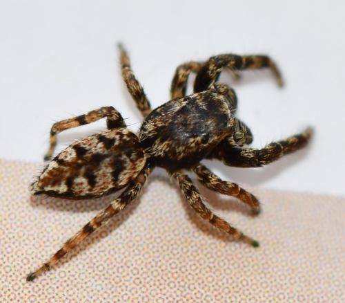 Marpissa muscosa